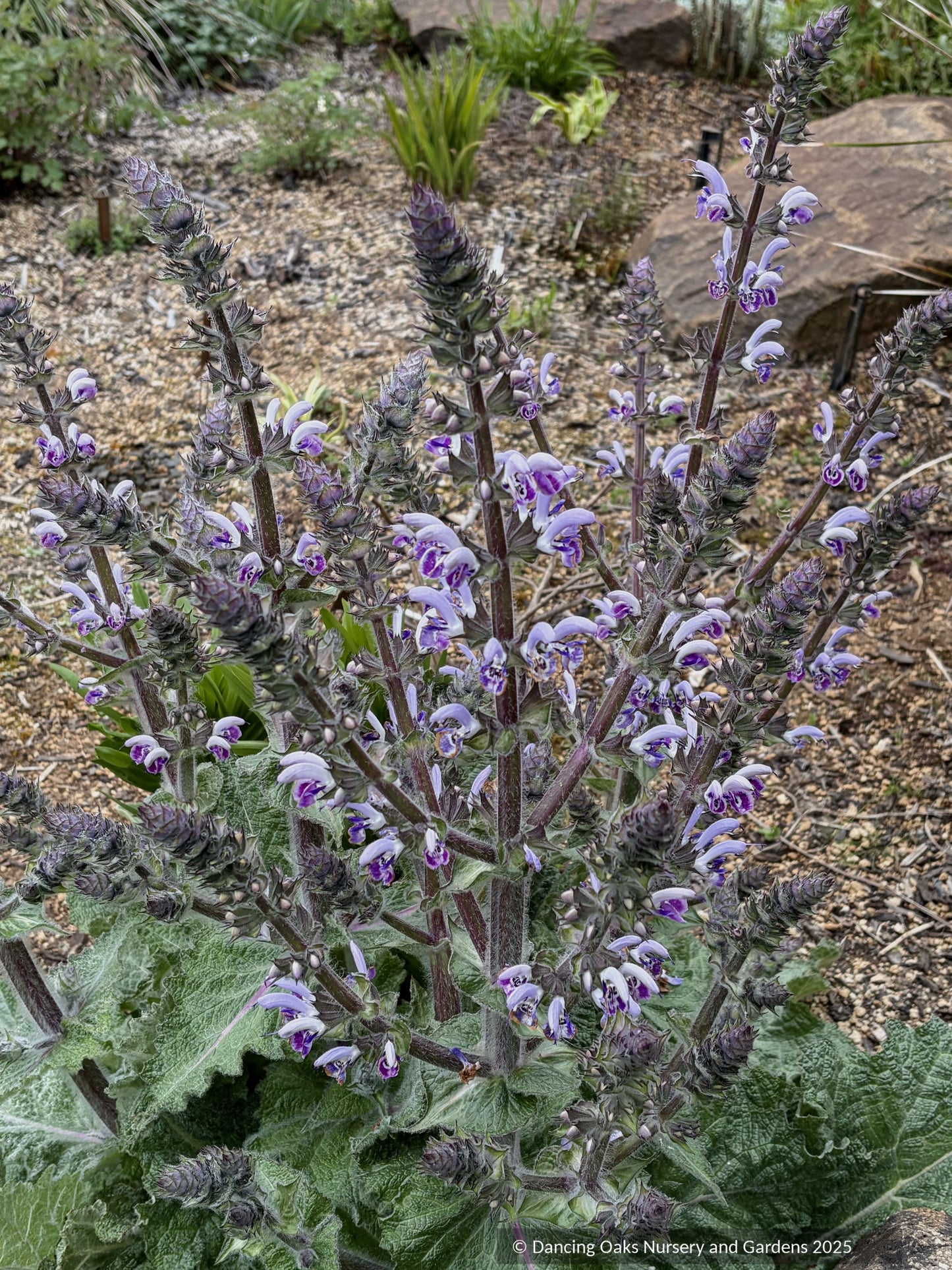Salvia moorcroftiana x indica 'Shangri-La', Shangri-La Sage