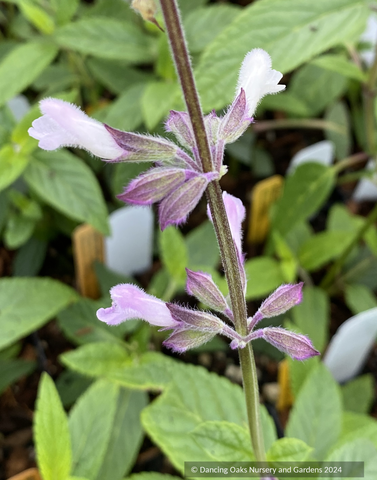 Perennials ~Salvia x 'Waverly', Waverly Sage  ~ Dancing Oaks Nursery and Gardens ~ Retail Nursery ~ Mail Order Nursery