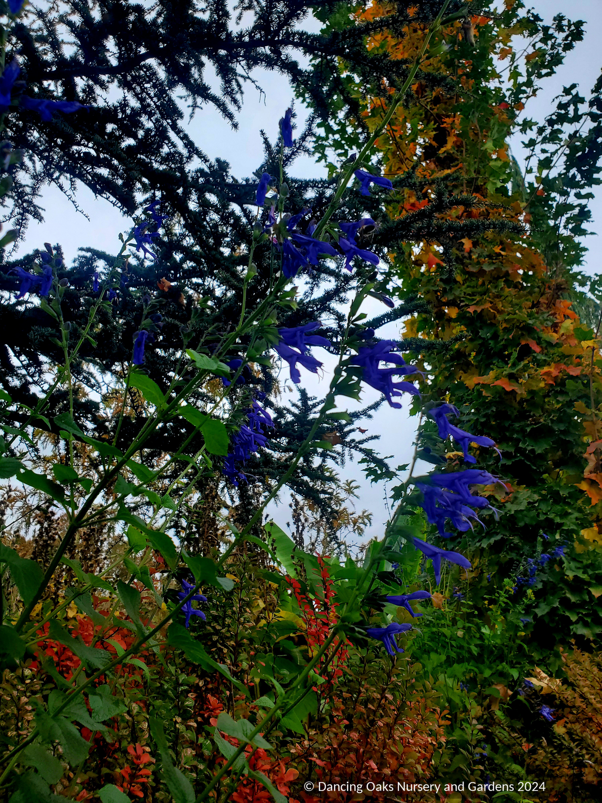Perennials ~ Salvia x 'Black and Blue', Friendship Sage ~ Dancing Oaks Nursery and Gardens ~ Retail Nursery ~ Mail Order Nursery