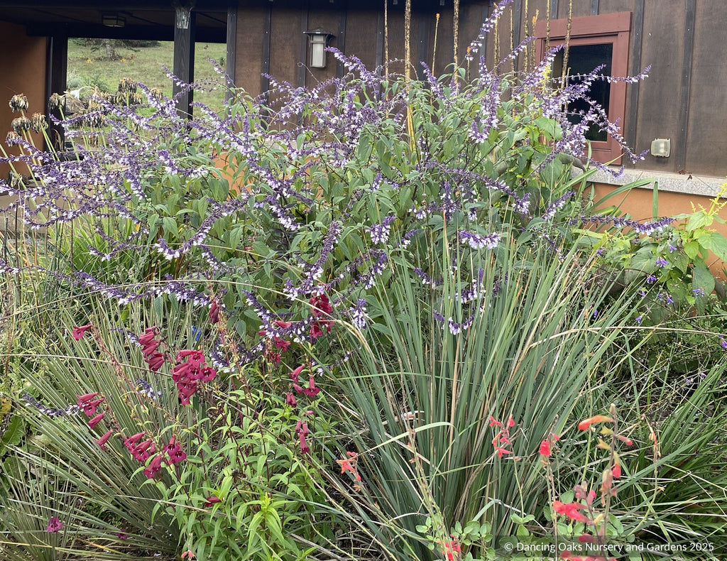 Salvia x 'Waverly', Waverly Sage – Dancing Oaks Nursery and Gardens