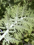 Salvia yangii (syn. Perovskia atriplicifolia), Russian Sage