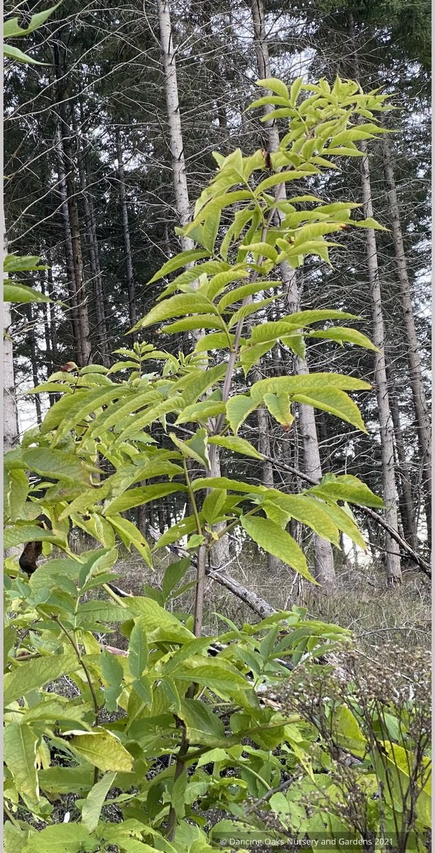 Shrubs ~PNW Native~ Sambucus nigra subsp. cerulea~Blue Elderberry~Dancing Oaks Nursery and Gardens ~ Retail Nursery ~ Mail Order Nursery
