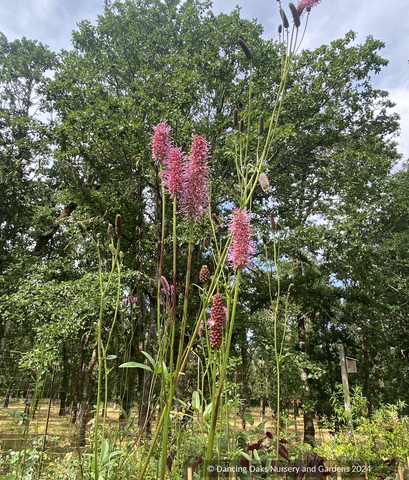 Perennials ~ Sanguisorba officinalis 'Blackthorn' ~ Dancing Oaks Nursery and Gardens ~ Retail Nursery ~ Mail Order Nursery