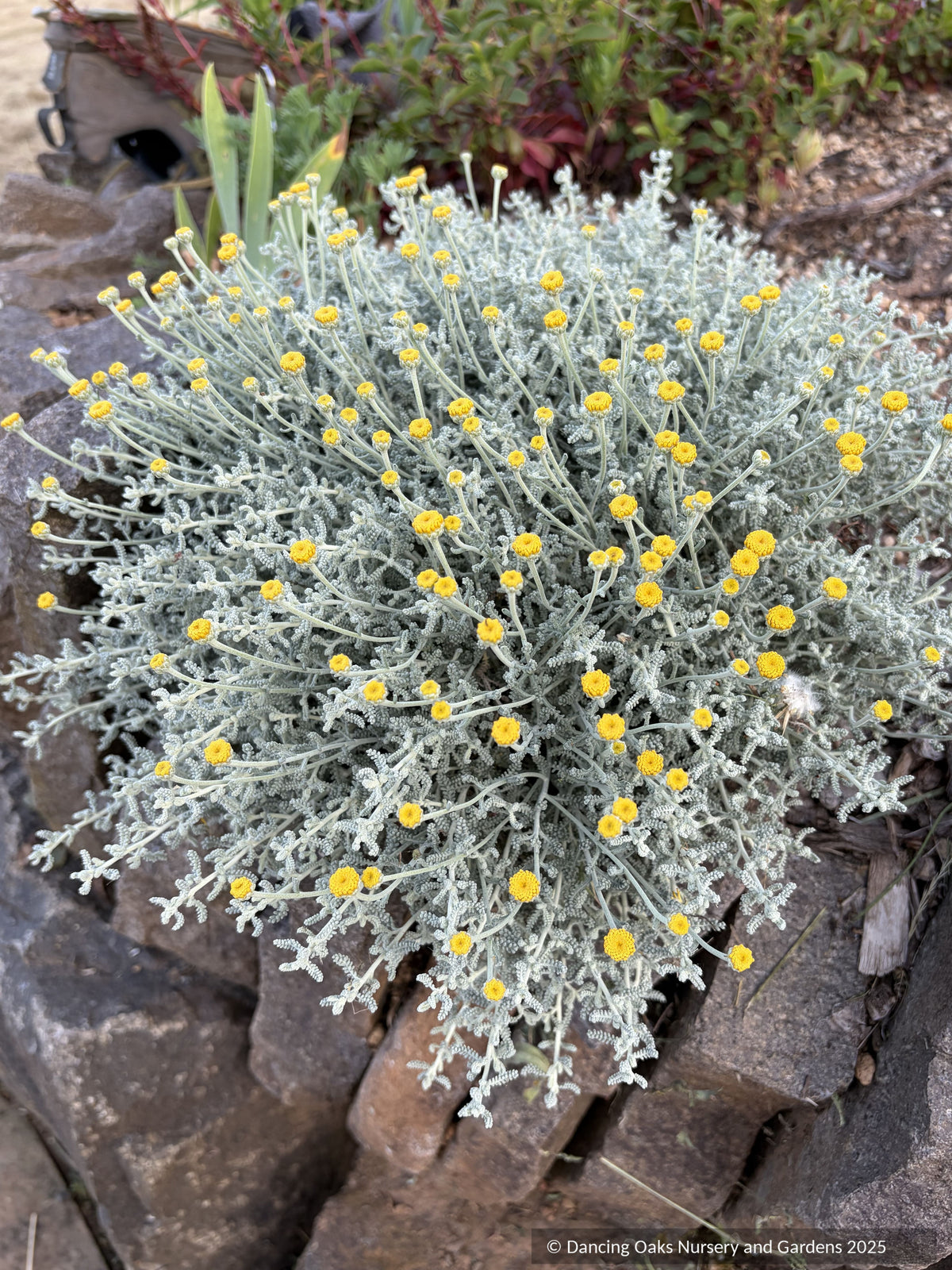 Perennials ~ Santolina magonica, Minorcan Cotton Lavender ~ Dancing Oaks Nursery and Gardens ~ Retail Nursery ~ Mail Order Nursery