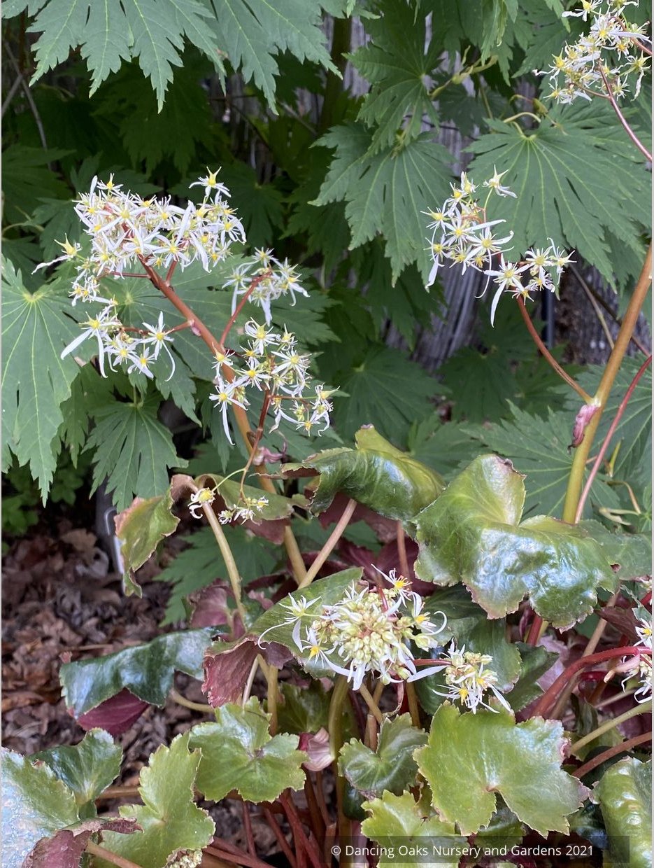 Saxifraga fortunei 'Rubrifolia', Fortune's Saxifrage