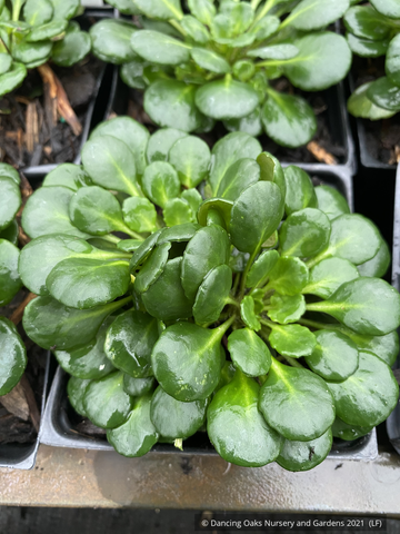 Perennials ~ Saxifraga taygetea, Saxifrage ~ Dancing Oaks Nursery and Gardens ~ Retail Nursery ~ Mail Order Nursery