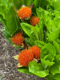 Bulbs & Tubers ~ Scadoxus puniceus, Paintbrush Lily ~ Dancing Oaks Nursery and Gardens ~ Retail Nursery ~ Mail Order Nursery