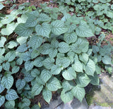 Vines ~ Schizophragma hydrangeoides 'Moonlight', Japanese Hydrangea Vine ~ Dancing Oaks Nursery and Gardens ~ Retail Nursery ~ Mail Order Nursery