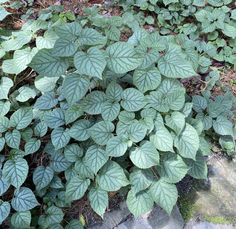 Vines ~ Schizophragma hydrangeoides 'Moonlight', Japanese Hydrangea Vine ~ Dancing Oaks Nursery and Gardens ~ Retail Nursery ~ Mail Order Nursery
