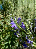 Perennials ~ Scutellaria incana, Downy Skullcap ~ Dancing Oaks Nursery and Gardens ~ Retail Nursery ~ Mail Order Nursery