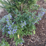 Perennials ~ Scutellaria incana, Downy Skullcap ~ Dancing Oaks Nursery and Gardens ~ Retail Nursery ~ Mail Order Nursery
