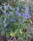 Perennials ~ Scutellaria incana, Downy Skullcap ~ Dancing Oaks Nursery and Gardens ~ Retail Nursery ~ Mail Order Nursery