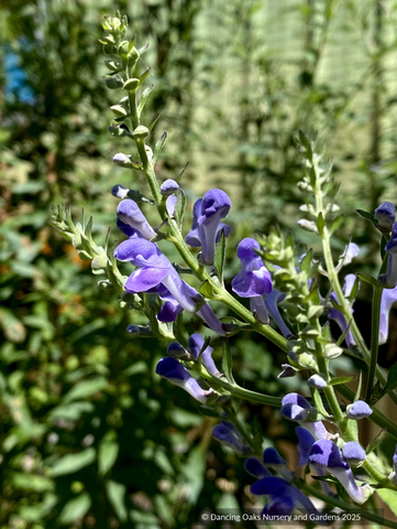 Perennials ~ Scutellaria incana, Downy Skullcap ~ Dancing Oaks Nursery and Gardens ~ Retail Nursery ~ Mail Order Nursery