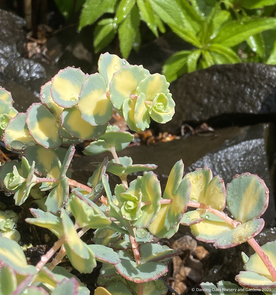 Sedum sieboldii 'Mediovariegata', Stonecrop