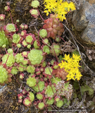 Perennials ~ Sedum spathulifolium ssp. purdyi, Purdy's Stonecrop ~ Dancing Oaks Nursery and Gardens ~ Retail Nursery ~ Mail Order Nursery