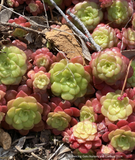 Perennials ~ Sedum spathulifolium ssp. purdyi, Purdy's Stonecrop ~ Dancing Oaks Nursery and Gardens ~ Retail Nursery ~ Mail Order Nursery