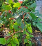 Seemannia (syn. Gloxinia) nematanthodes 'Evita', Hardy Gloxinia