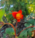 Seemannia (syn. Gloxinia) nematanthodes 'Evita', Hardy Gloxinia