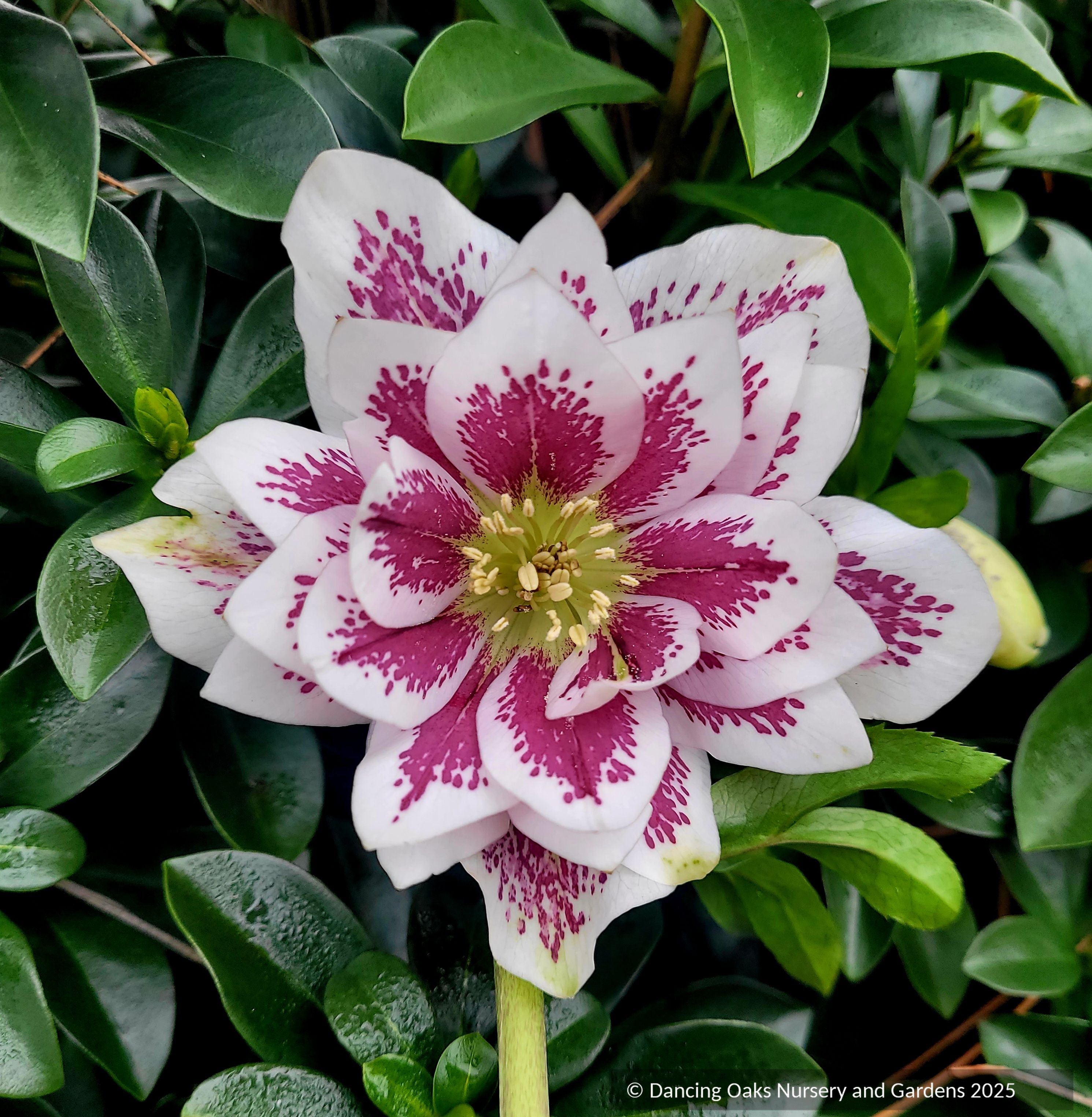 Helleborus Wedding Party™ Series 'Shotgun Wedding', Lenten Rose