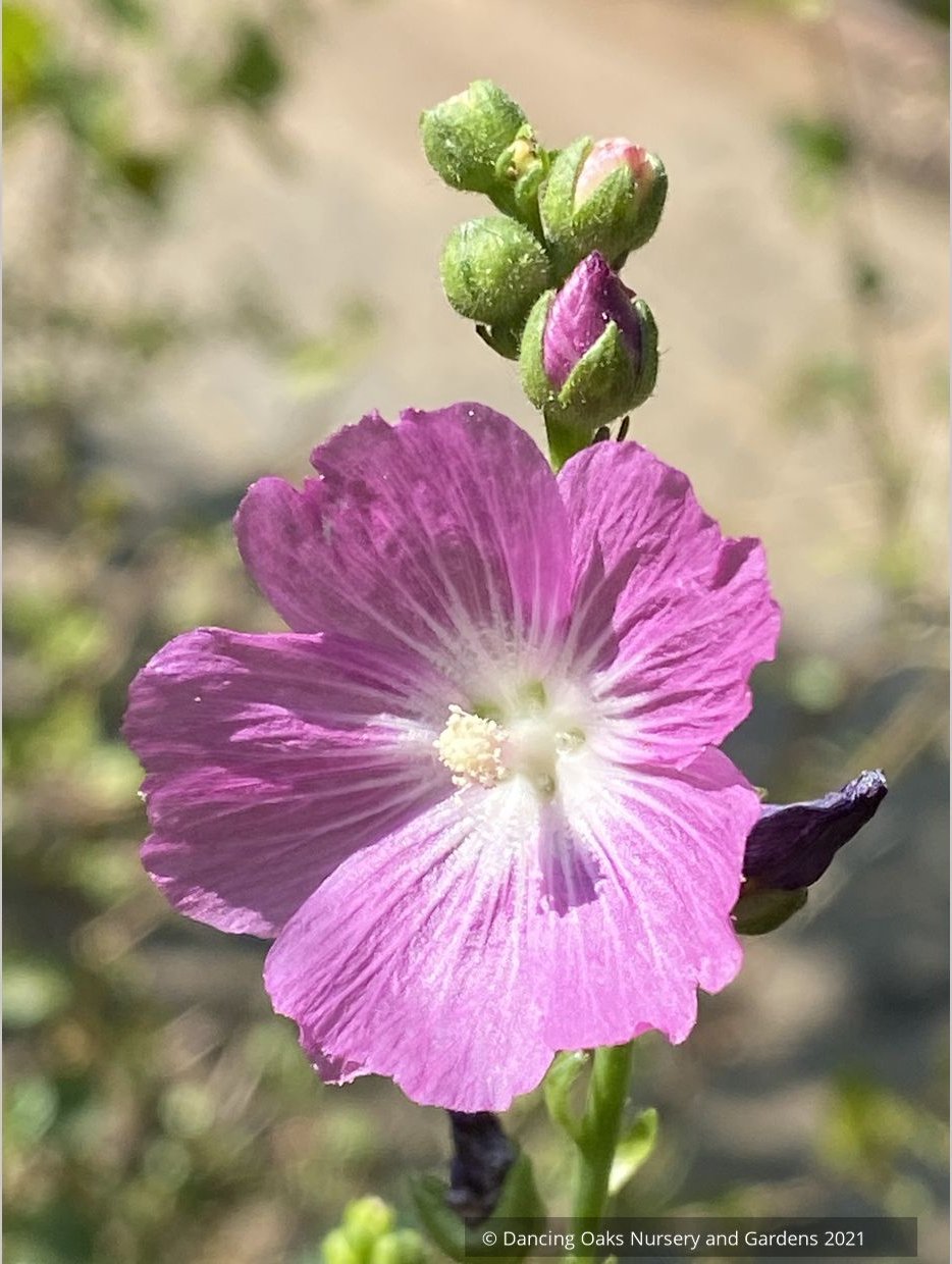 Sidalcea oregana, Oregon Checker Mallow