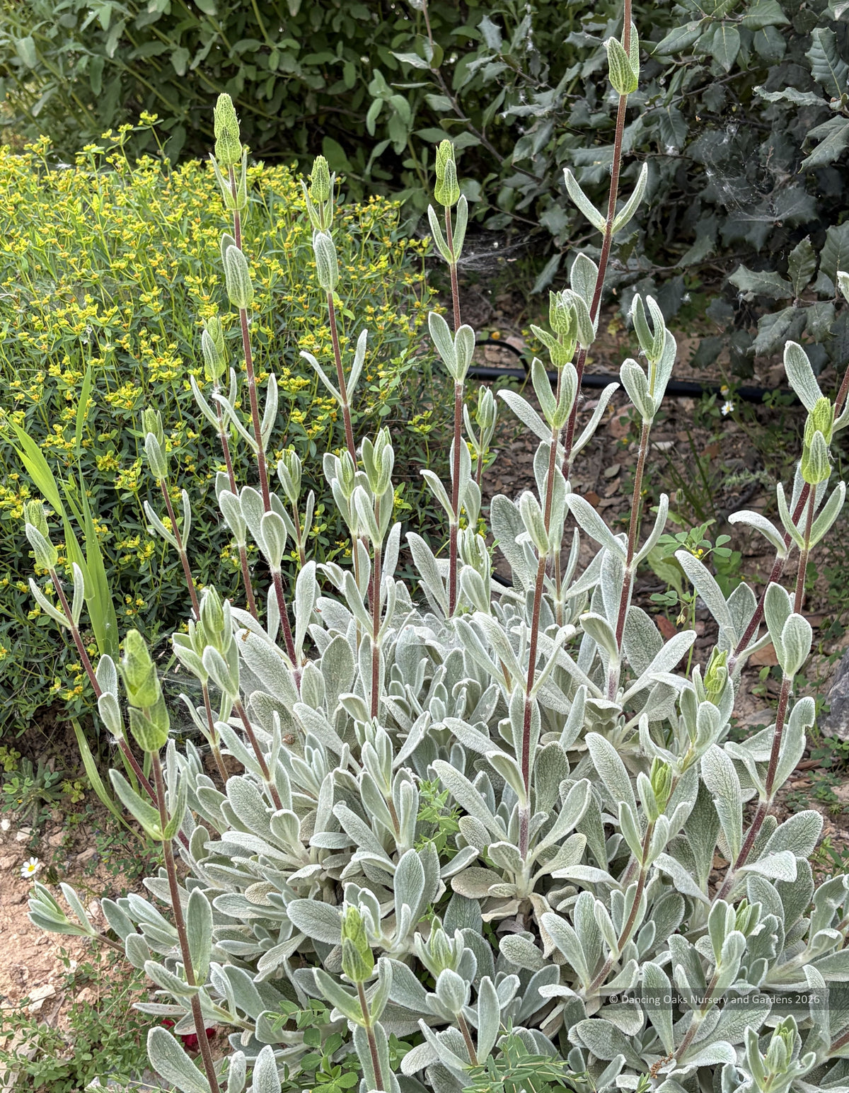 Sideritis cypria, Shrubby Hare's Ear