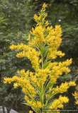 Solidago gigantea, Giant Goldenrod