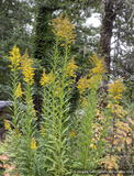 Solidago gigantea, Giant Goldenrod