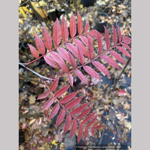 Trees ~ Sorbus 'Eastern Promise'~ Dancing Oaks Nursery and Gardens ~ Retail Nursery ~ Mail Order Nursery