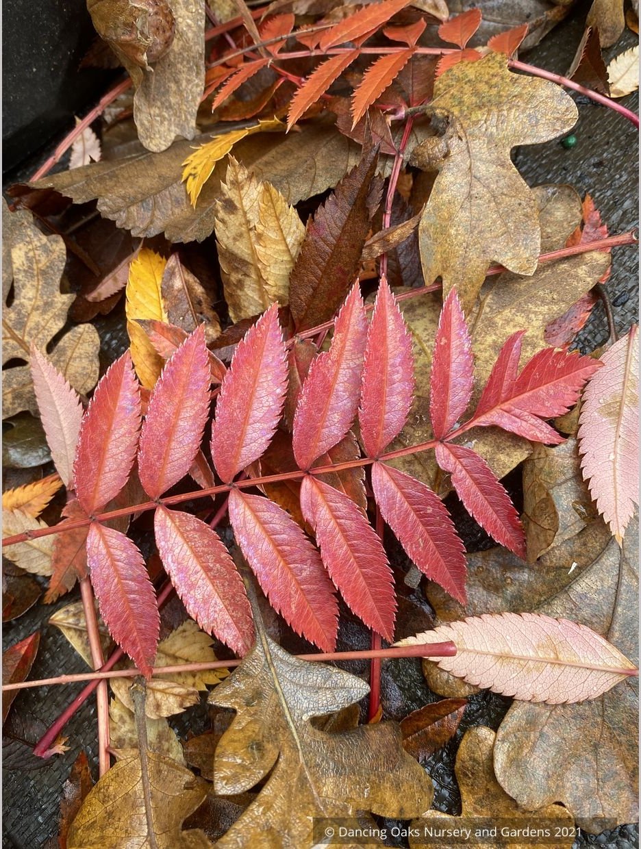 Trees ~ Sorbus 'Eastern Promise'~ Dancing Oaks Nursery and Gardens ~ Retail Nursery ~ Mail Order Nursery