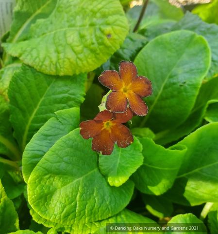 Perennials ~ Primula polyanthus 'Spice Shades', Primrose ~ Dancing Oaks Nursery and Gardens ~ Retail Nursery ~ Mail Order Nursery