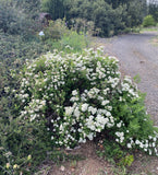 Shrubs ~ Spiraea betulifolia var. lucida, Shinyleaf Spirea ~ Dancing Oaks Nursery and Gardens ~ Retail Nursery ~ Mail Order Nursery