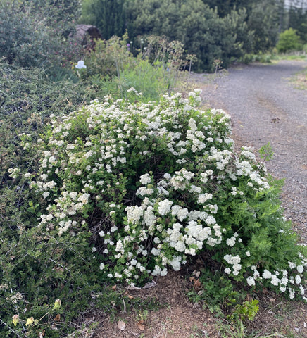 Shrubs ~ Spiraea betulifolia var. lucida, Shinyleaf Spirea ~ Dancing Oaks Nursery and Gardens ~ Retail Nursery ~ Mail Order Nursery