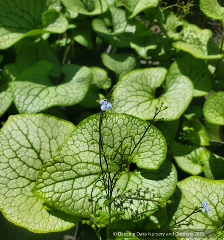 Perennials ~ Brunnera 'Sterling Silver', Siberian Bugloss ~ Dancing Oaks Nursery and Gardens ~ Retail Nursery ~ Mail Order Nursery
