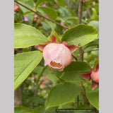 Stewartia rostrata 'Pink Satin', Pink Satin Beaked Stewartia
