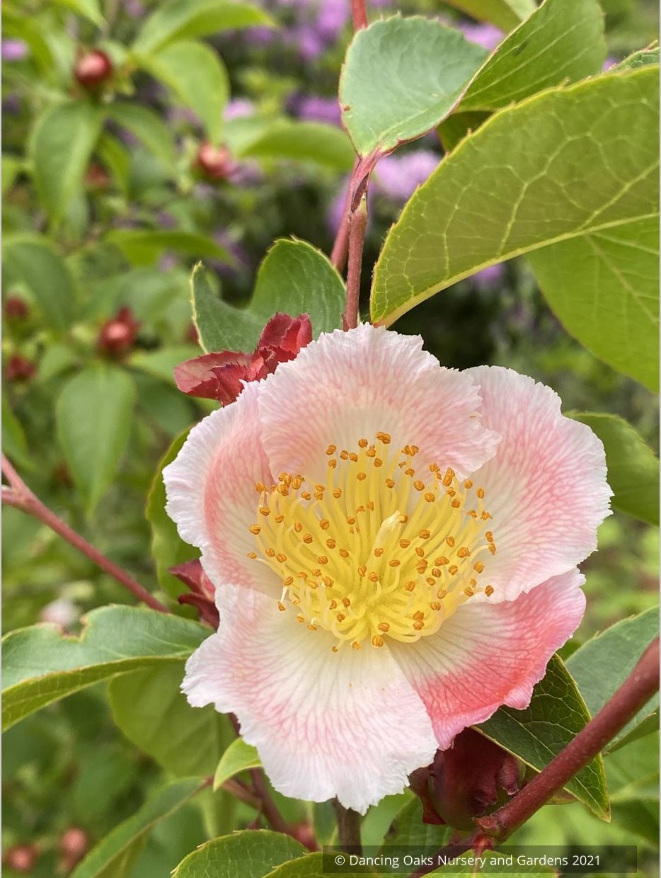 Stewartia rostrata 'Pink Satin', Pink Satin Beaked Stewartia