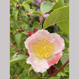 Stewartia rostrata 'Pink Satin', Pink Satin Beaked Stewartia
