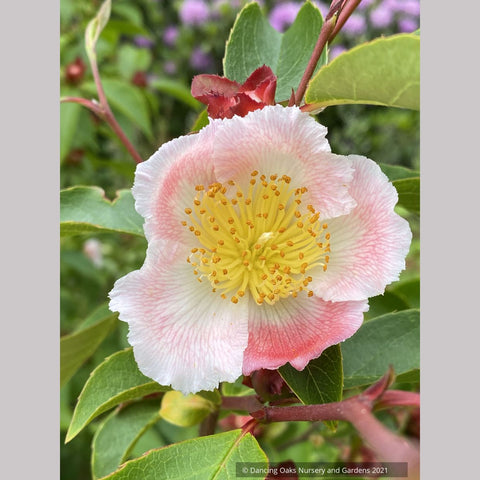 Stewartia rostrata 'Pink Satin', Pink Satin Beaked Stewartia