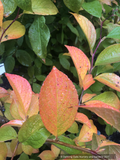 Trees ~ Stewartia pseudocamellia, Japanese Stewartia ~ Dancing Oaks Nursery and Gardens ~ Retail Nursery ~ Mail Order Nursery