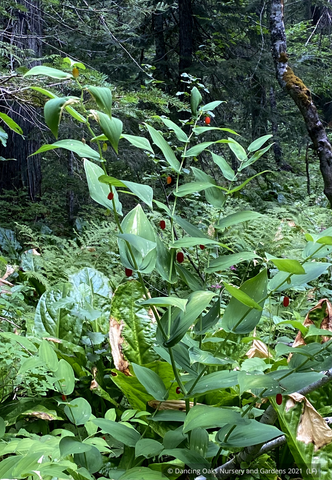 Perennials ~ Streptopus amplexifolius, Twisted Stalk ~ Dancing Oaks Nursery and Gardens ~ Retail Nursery ~ Mail Order Nursery