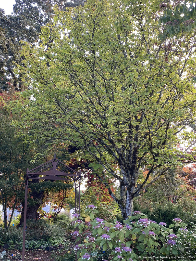 Styrax obassia, Fragrant Snowbell – Dancing Oaks Nursery and Gardens