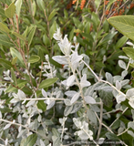 Shrubs ~ Teucrium fruticans, Silver Germander ~ Dancing Oaks Nursery and Gardens ~ Retail Nursery ~ Mail Order Nursery
