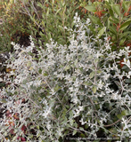 Shrubs ~ Teucrium fruticans, Silver Germander ~ Dancing Oaks Nursery and Gardens ~ Retail Nursery ~ Mail Order Nursery