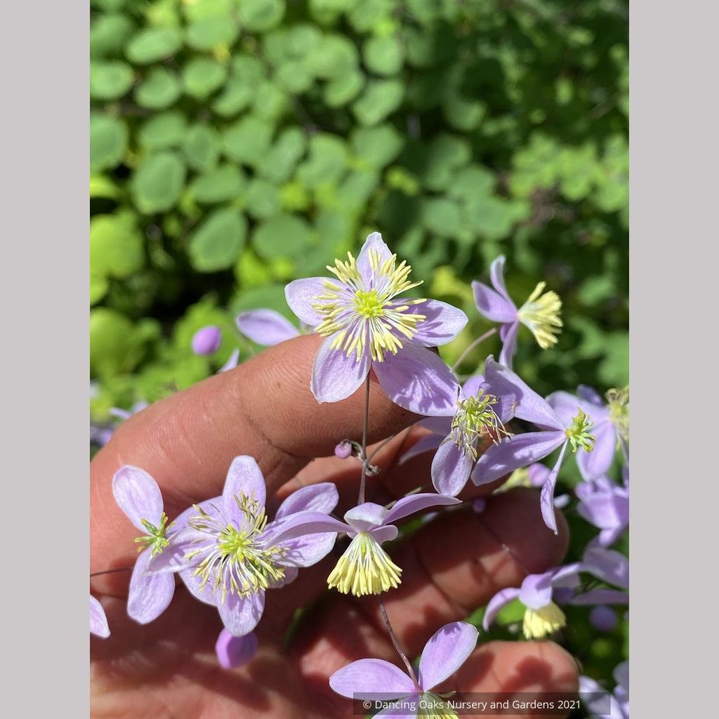 Thalictrum Rochebruneanum Var Grandisepalum Meadow Rue Dancing Oaks thalictrum-rochebruneanum-var-grandisepalum-meadow-rue-dancing-oaks