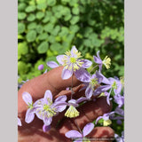 Thalictrum rochebruneanum var grandisepalum, Meadow Rue