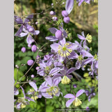 Thalictrum rochebruneanum var grandisepalum, Meadow Rue