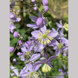 Thalictrum rochebruneanum var grandisepalum, Meadow Rue