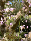 Perennials ~ Thalictrum delavayi, Chinese Meadow Rue ~ Dancing Oaks Nursery and Gardens ~ Retail Nursery ~ Mail Order Nursery