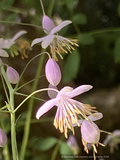 Perennials ~ Thalictrum delavayi, Chinese Meadow Rue ~ Dancing Oaks Nursery and Gardens ~ Retail Nursery ~ Mail Order Nursery
