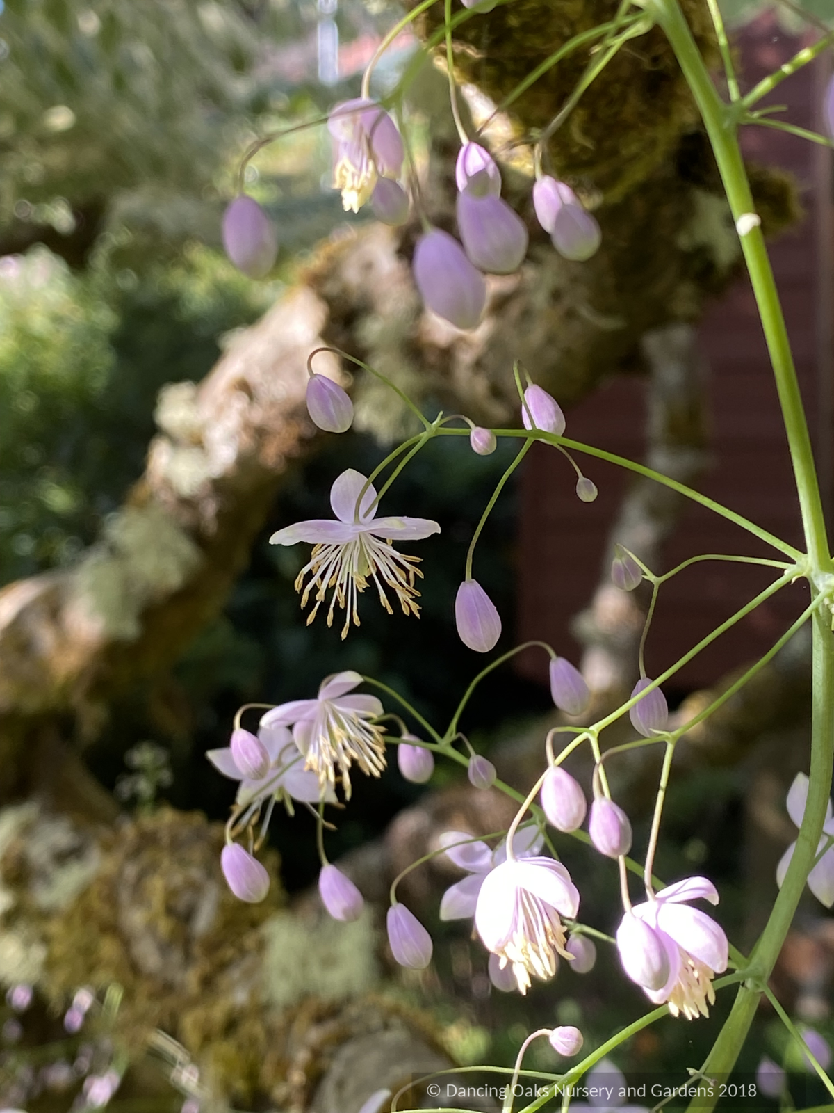 Perennials ~ Thalictrum delavayi, Chinese Meadow Rue ~ Dancing Oaks Nursery and Gardens ~ Retail Nursery ~ Mail Order Nursery