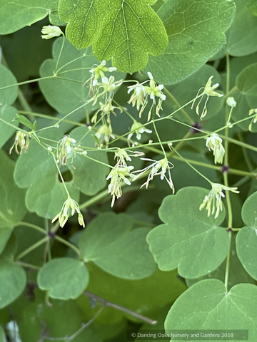 Perennials ~ Thalictrum finetii, Chinese Meadow Rue ~ Dancing Oaks Nursery and Gardens ~ Retail Nursery ~ Mail Order Nursery